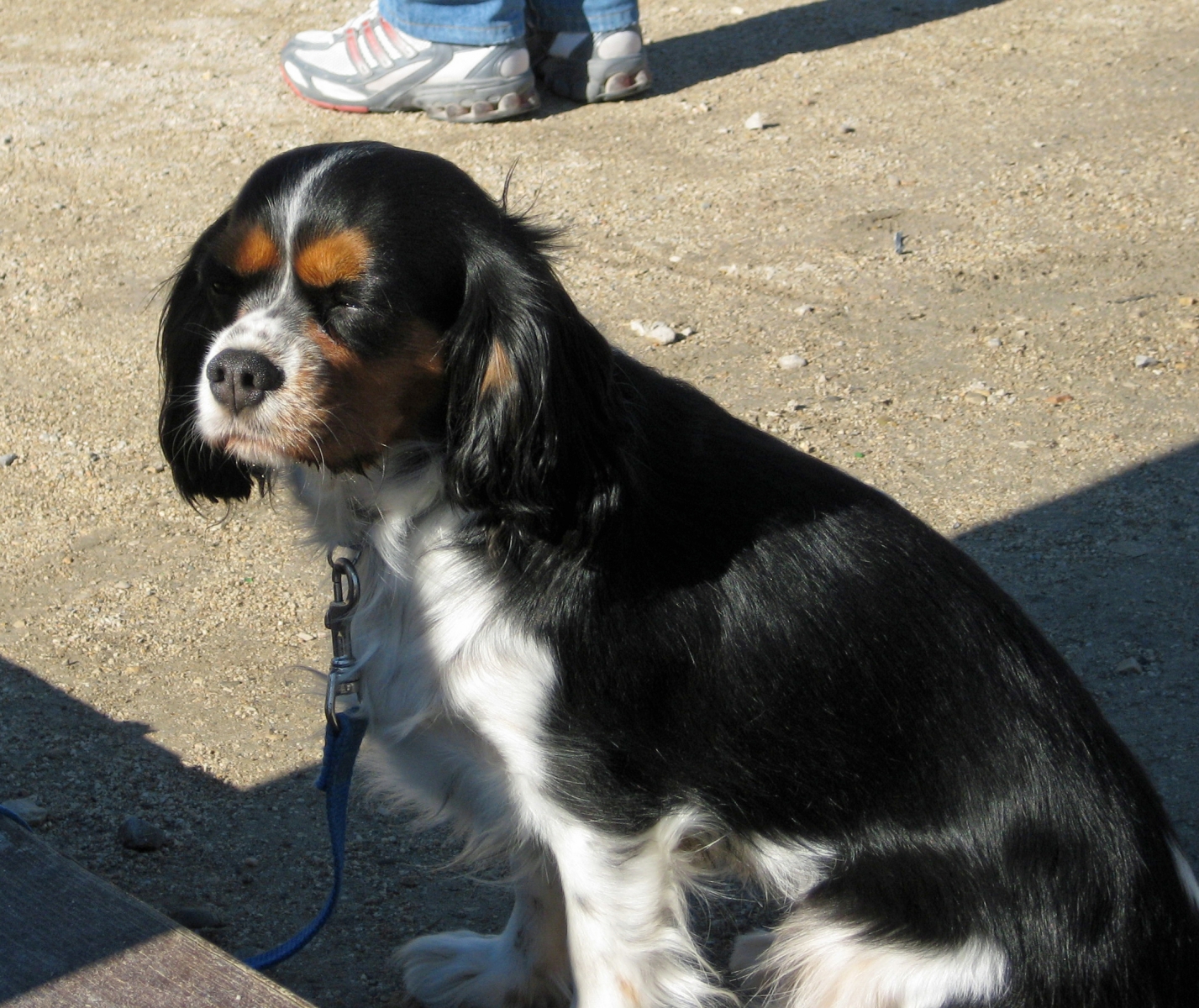 Dog in Barcelona, Spain