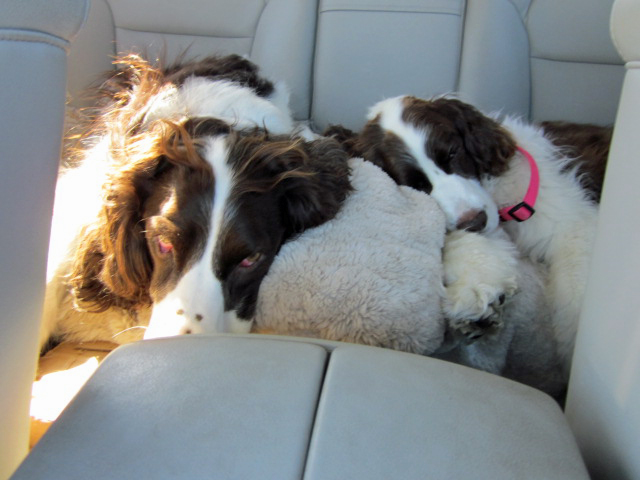 Dogs sleeping on car ride