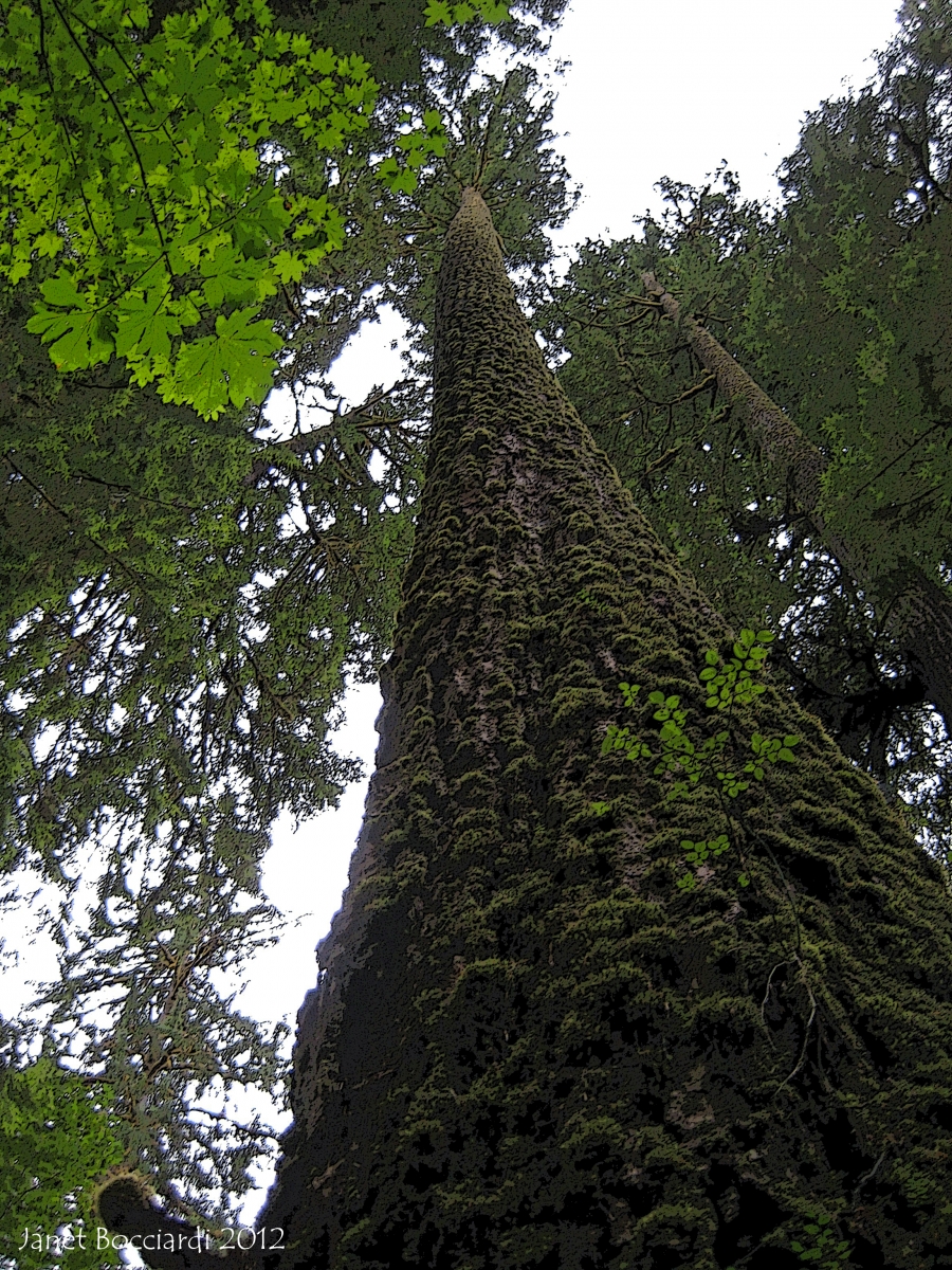 Douglas Firs, Olympic National Park, Washington