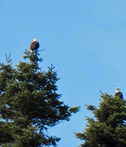 Bald Eagles in tree