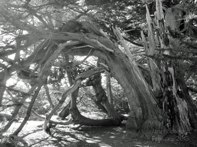 Eucalyptus in black and white