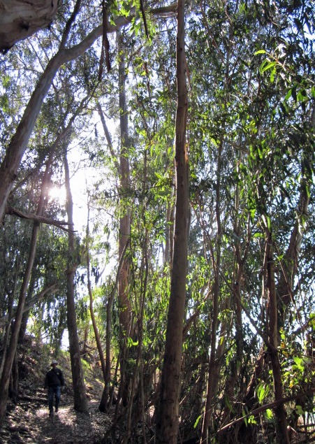 Eucalyptus Grove, Santa Cruz