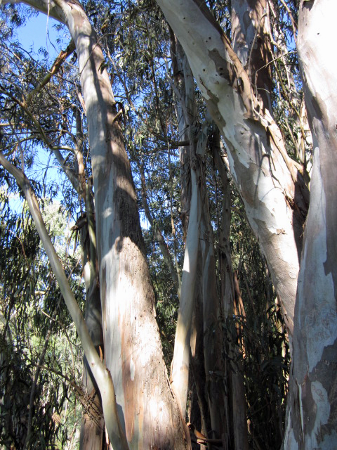 Eucalyptus Grove, Santa Cruz, California