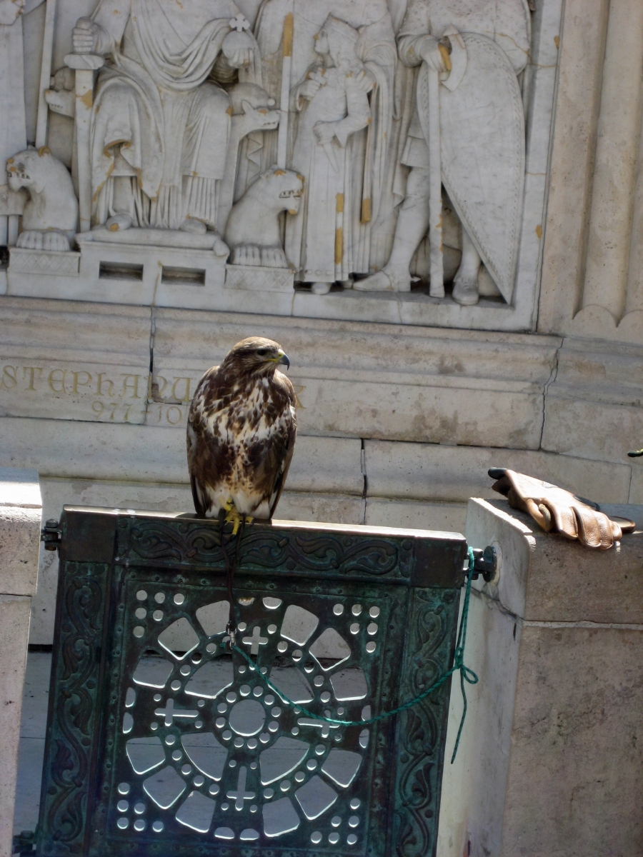 Falcon with ironwork, Castle Hill, Budapest, Hungary