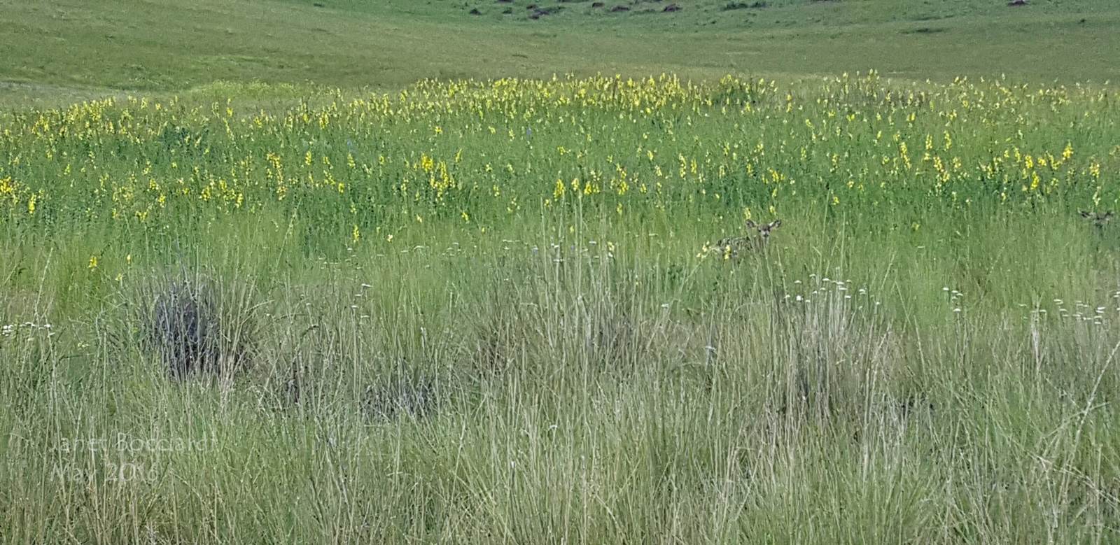 Fawns in meadow, National Bison Range