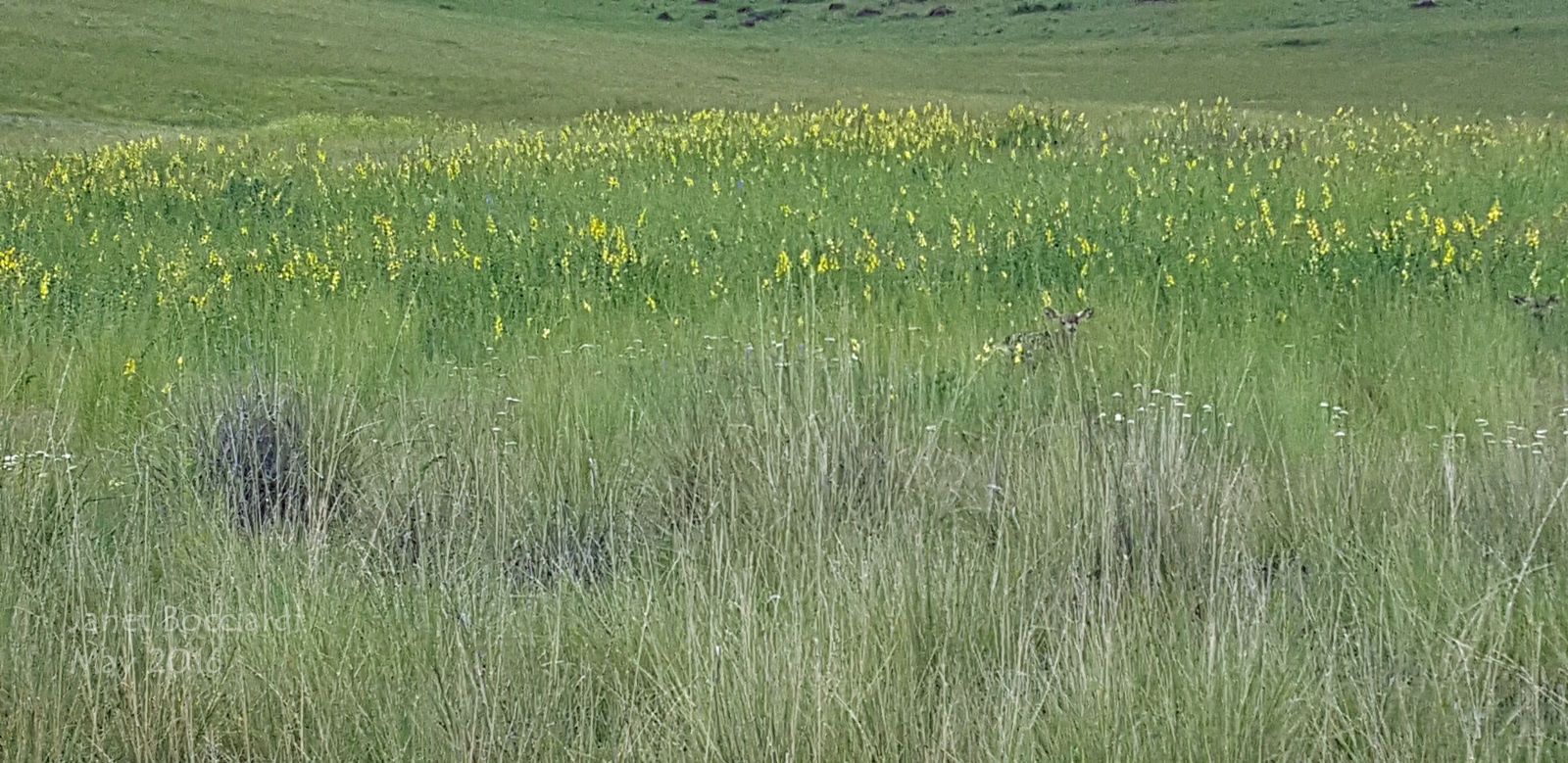 Fawns in meadow, National Bison Range