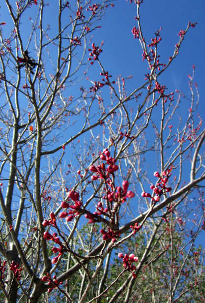 Flowering Plum