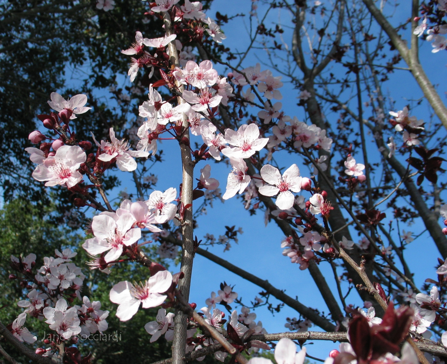 Flowering Plum Tree