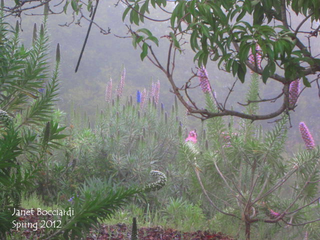 Foggy Spring Morning, California