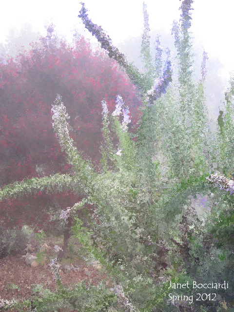 Foggy Spring Morning in the garden in California
