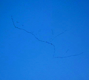 Geese Flying North