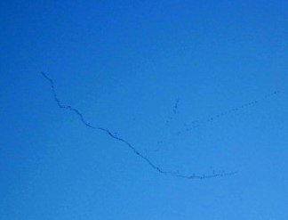 Geese Flying North