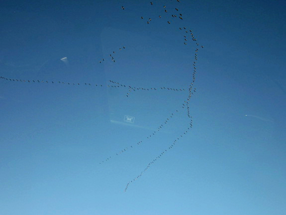 Geese flying north