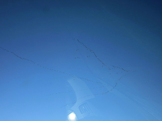 Geese flying north in formation