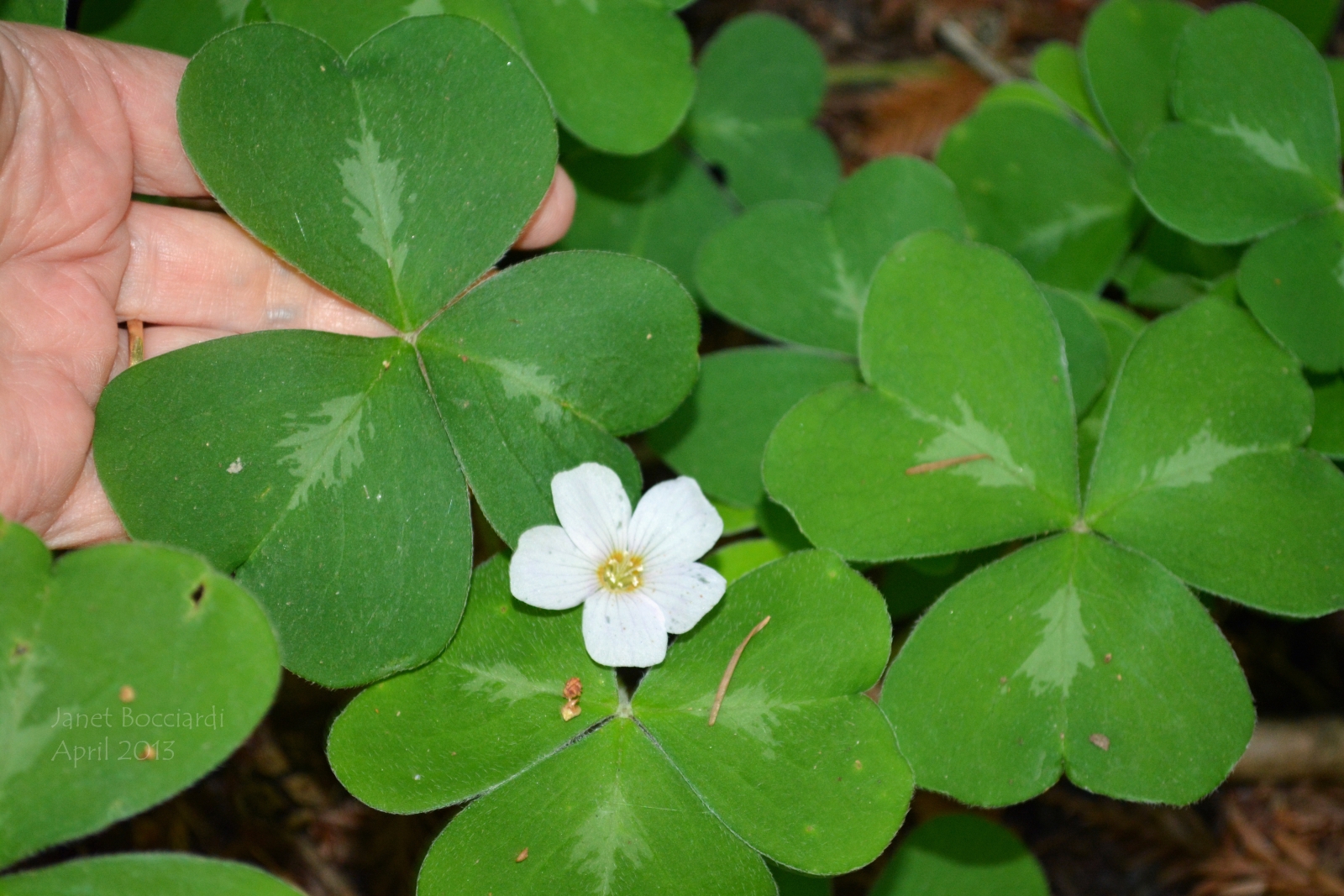 Giant Clover