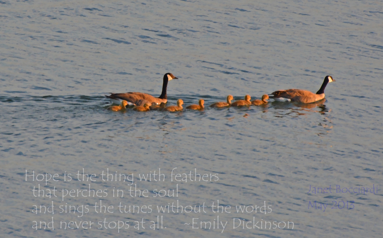Geese family on lake.