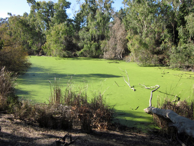 Green Pond, Natural Bridges State park, California