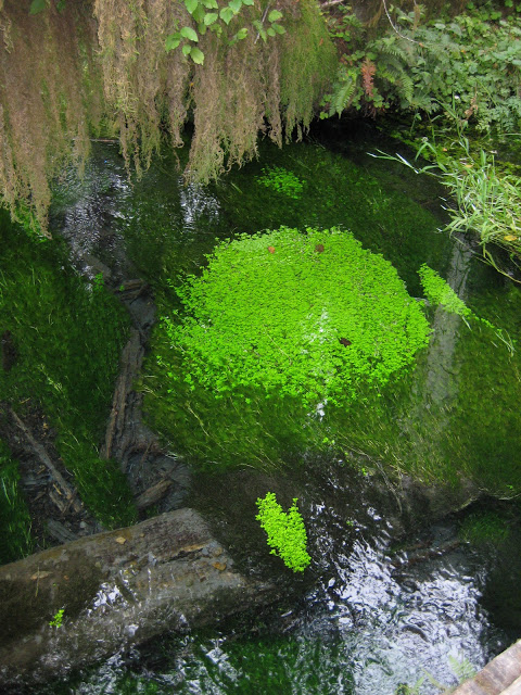 Hoh Rain Forest