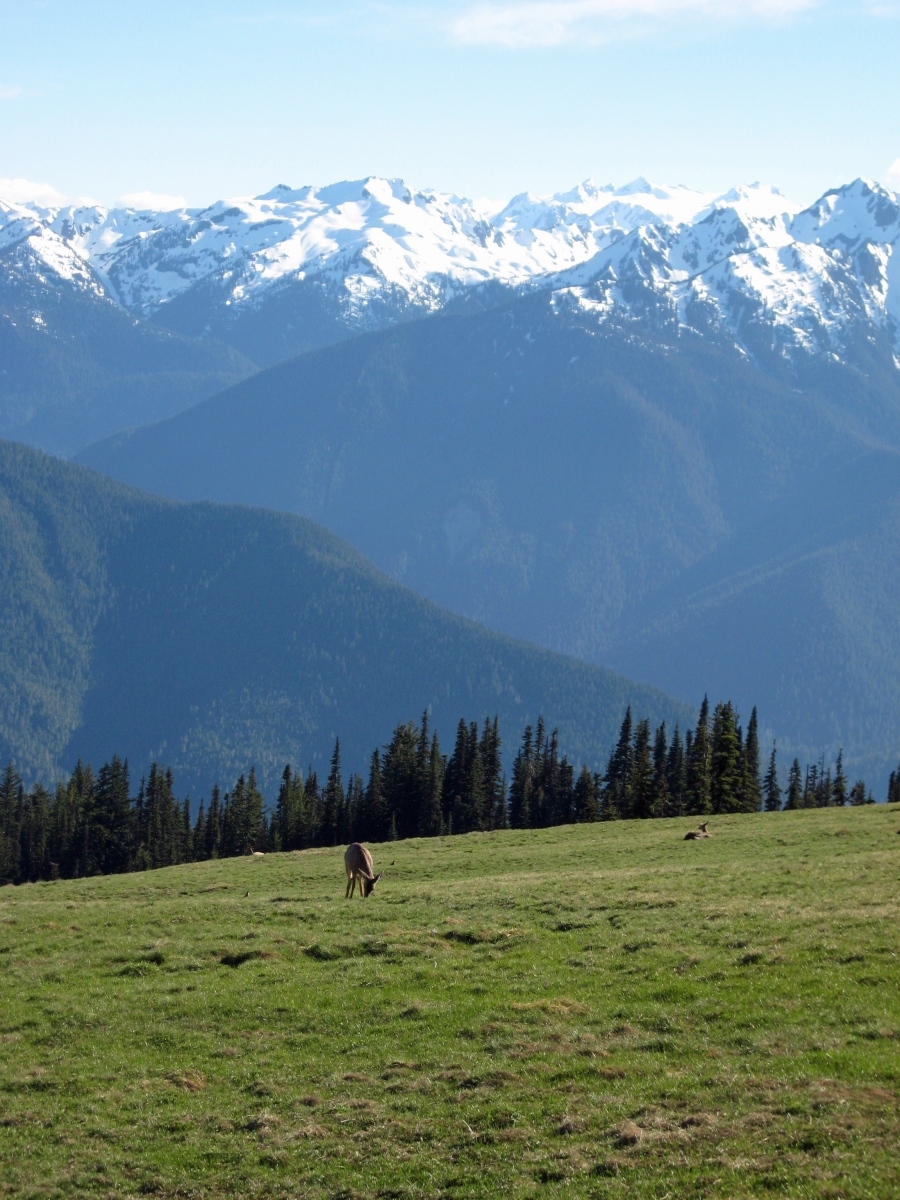 Hurricane Ridge, Olympic National Park, Washington