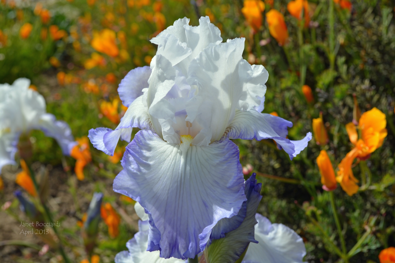 Iris and Poppies