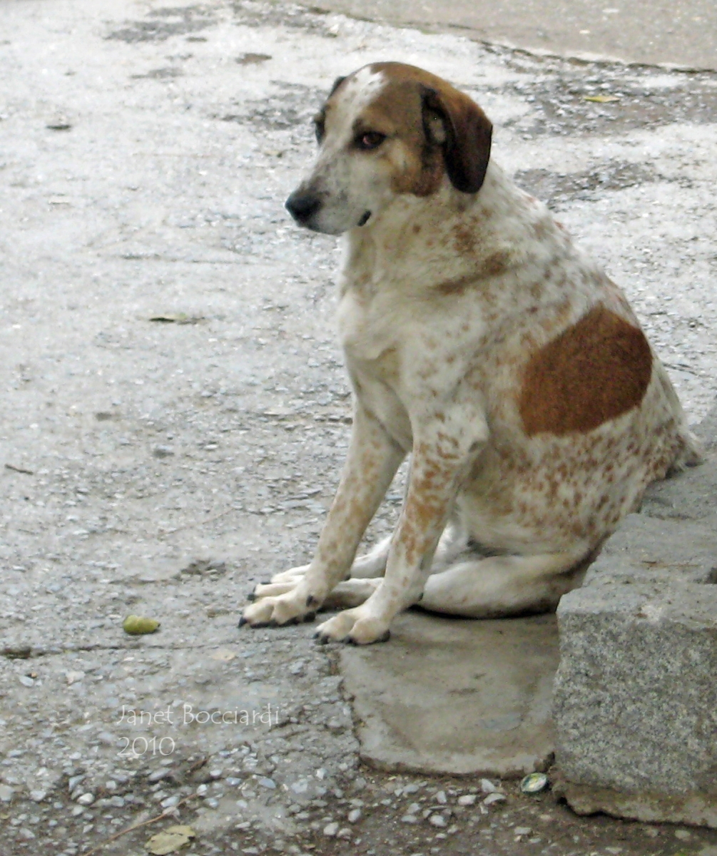Dog in Turkey