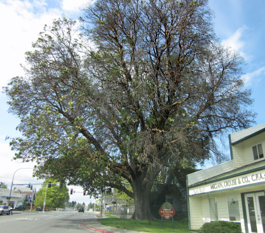 Largest Madrona in Washington state