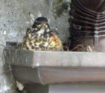 Last baby robin in nest