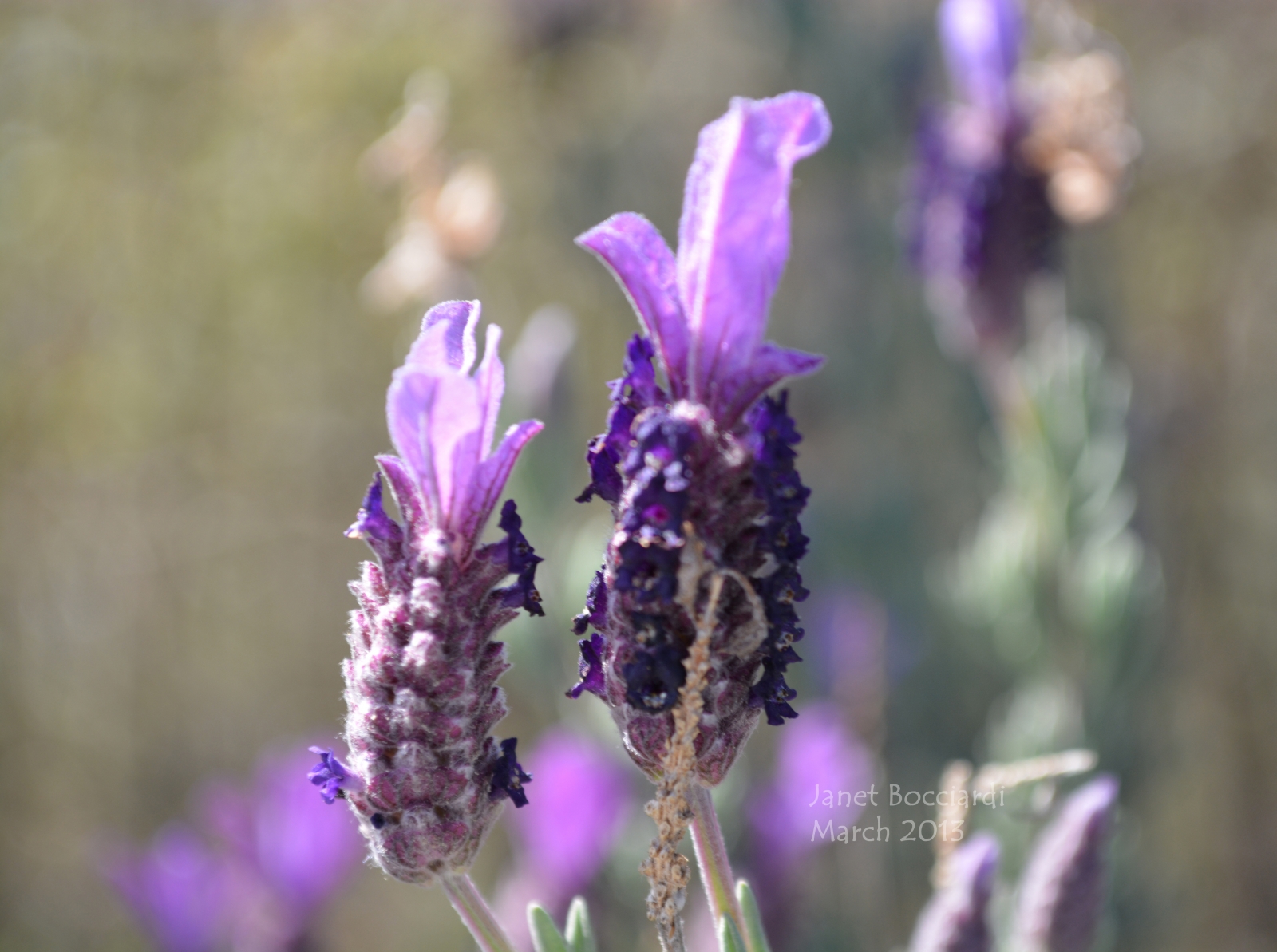 lavender close up