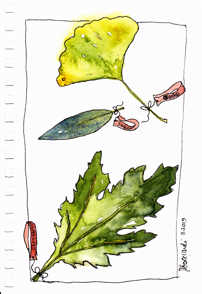 Sketches of Leaves
