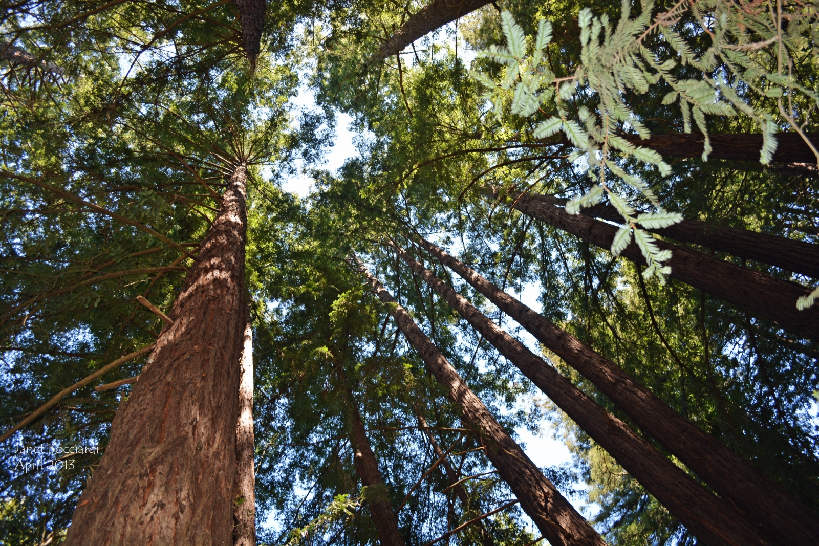Looking Up in the Redwoods