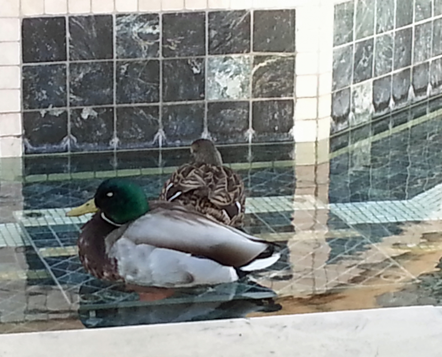 Mallards, Venetian lagoon, Vegas