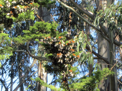 Monarch butterflies in Santa Cruz