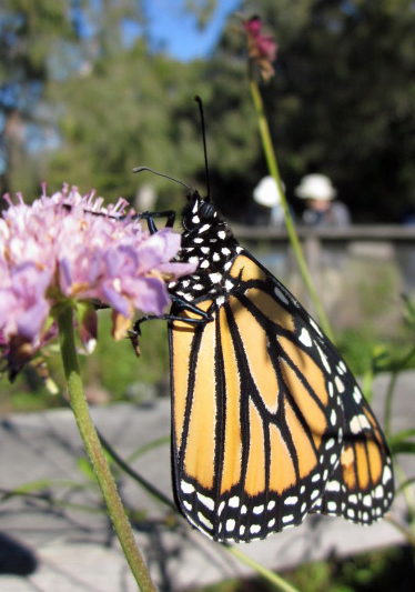 Monarch in macro photography, California