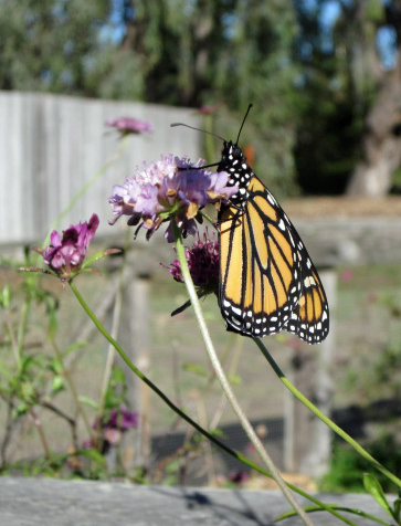 Monarch on a flower, California