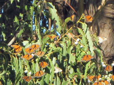 Monarch butterflies in Santa Cruz