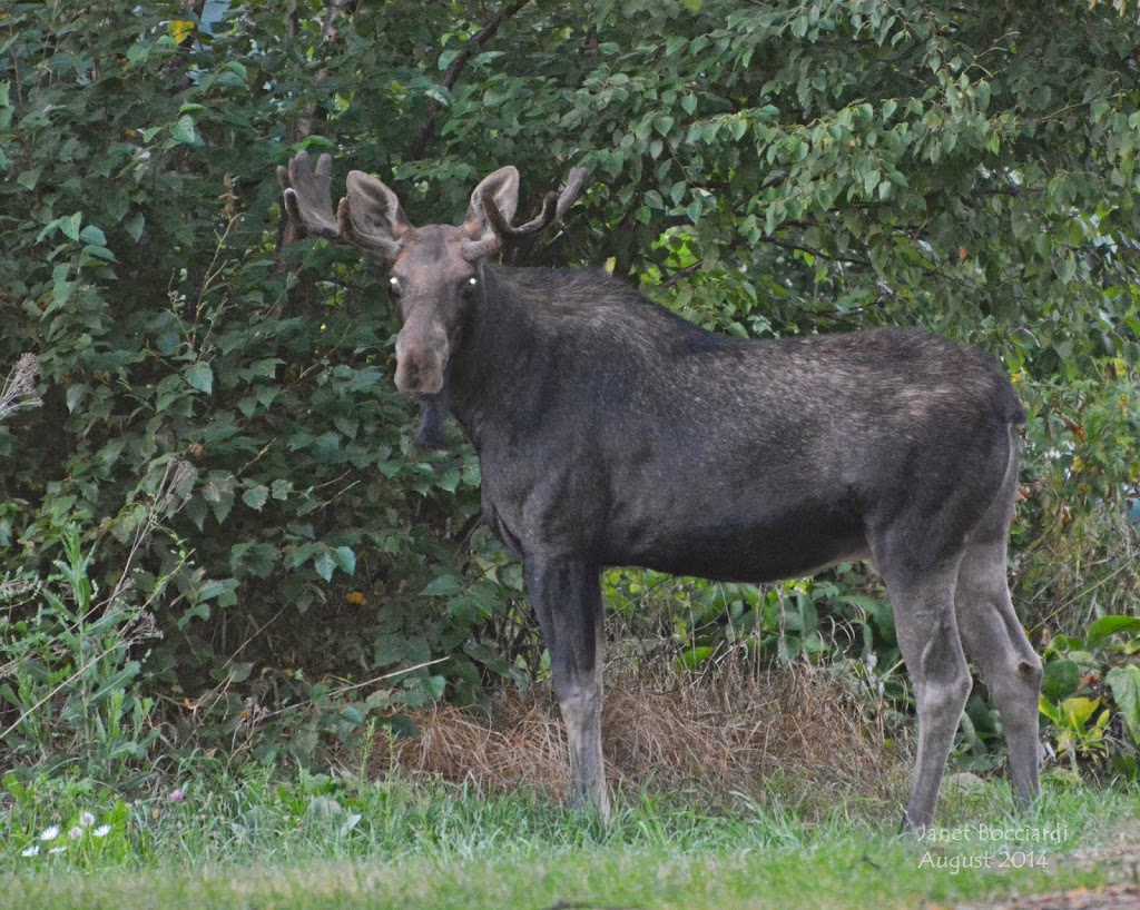 Male Moose