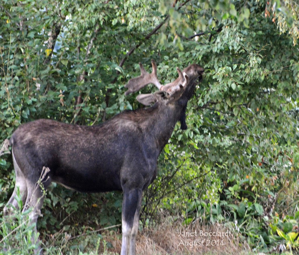 Male Moose