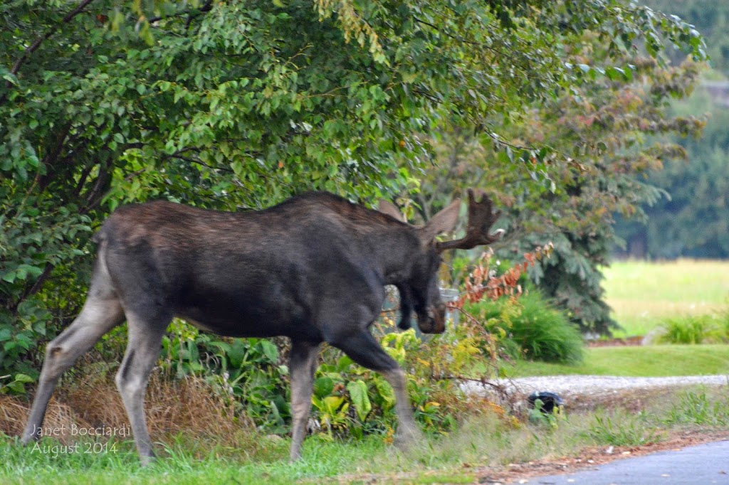 Male Moose