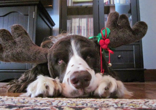 My Springer wearing Moose Antlers