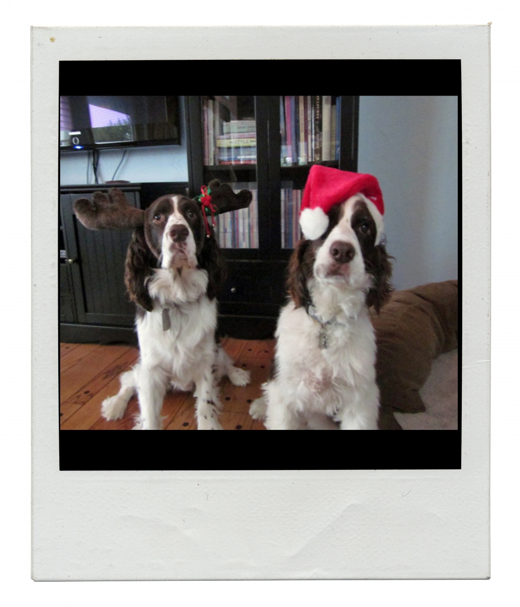 English Springer Spaniel Christmas card outtakes