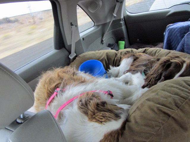 Dogs sleeping in back of car