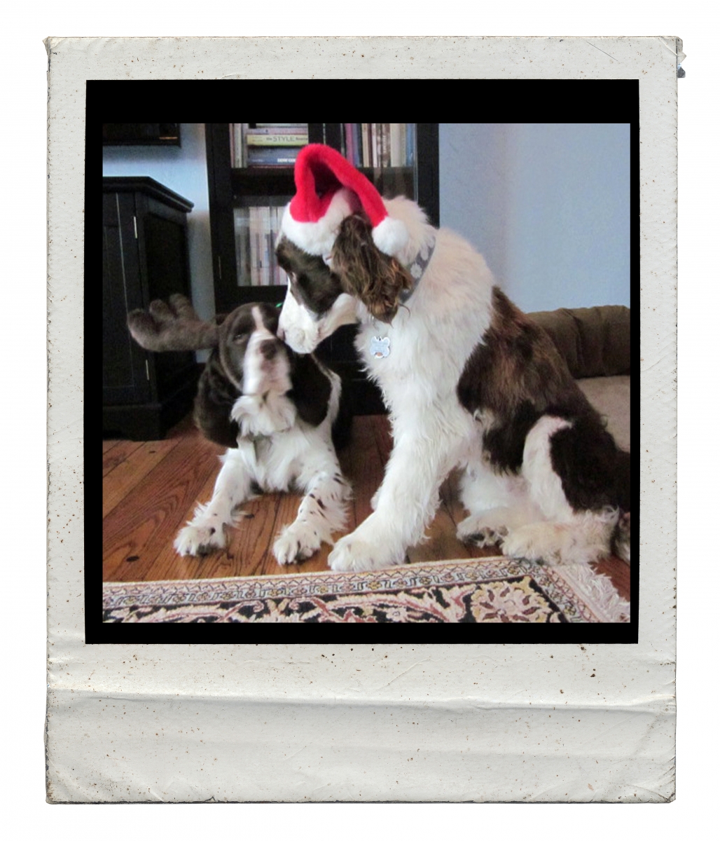 English Springer Spaniel Christmas card outtakes