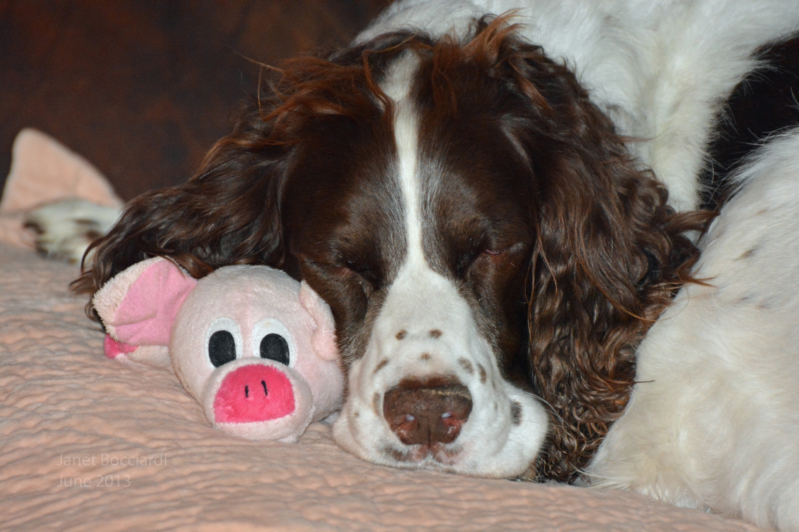 English Springer Spaniel with his piggie