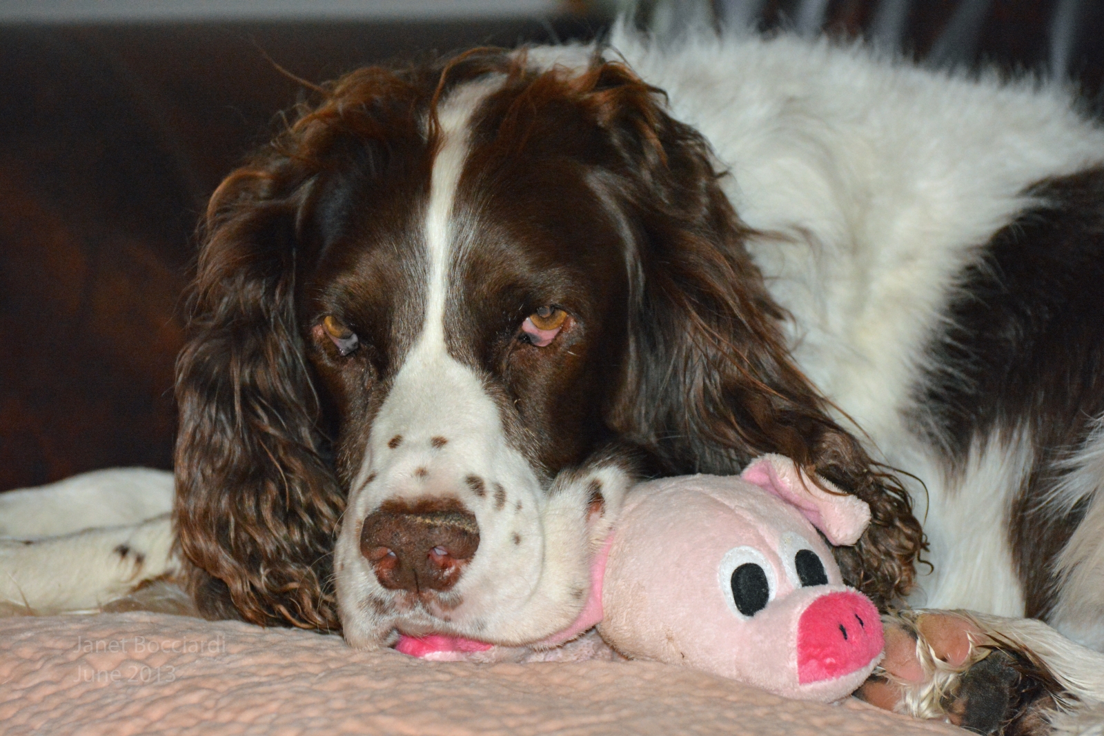 English Springer Spaniel with his piggie toy