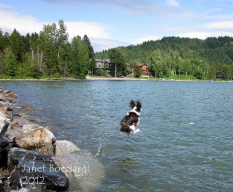 English Springer Spaniel springs into lake