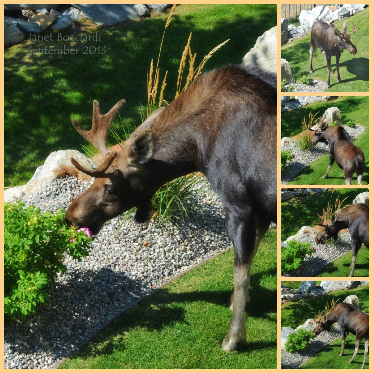 Moose in our garden
