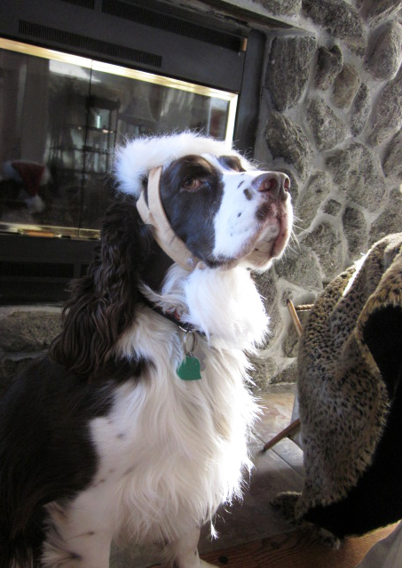 English Springer Spaniel in Santa hat