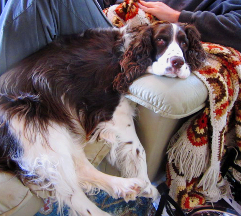 English Springer Spaniel relaxing in recliner.