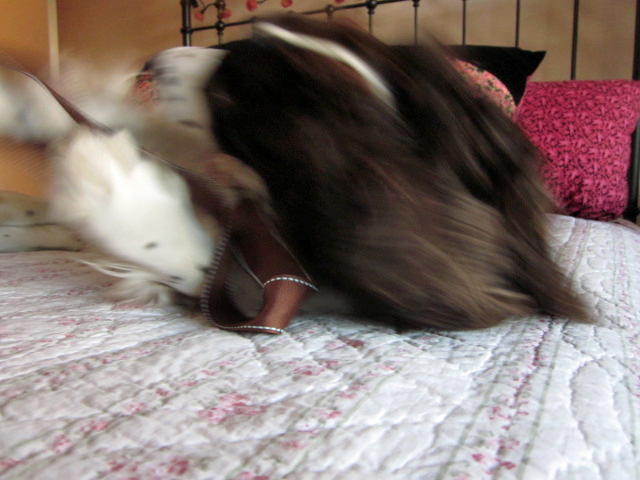 English Springer Spaniel letting loose on bed