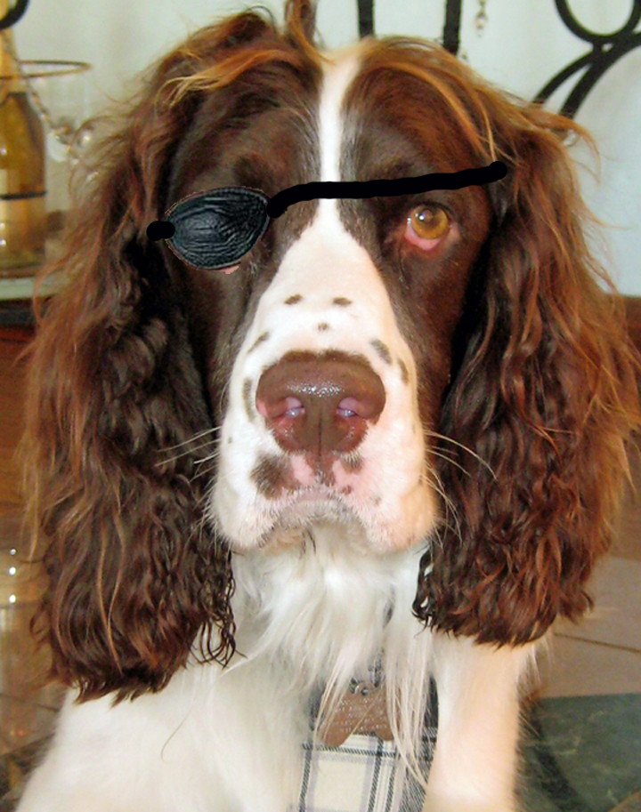 Pirate Moose - Springer Spaniel